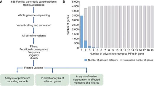 Figure 1. A, overview of filter-based strategy to identify novel candidate FPC susceptibility genes. 638 patients with FPC from 593 kindreds. Patients with FPC were selected from 10 high-risk family registries in North America with diverse ascertainment screens, including internet recruitments, medical genetics clinics, and tertiary care facilities. Demographic and sample data for the 638 patients with FPC are shown in Table 1. FPC patient samples were whole genome sequenced and aligned to the human genome build hg19 before variant calling and annotation. One patient with FPC from each kindred was arbitrarily selected for filter-based analyses. All germline variants in selected patients with FPC were identified and, depending on analysis, filtered by (i) functional consequence of variant, (ii) frequency of the variant in patients with FPC and variant databases (the 1000 Genomes Project and Exome Variant Server), (iii) zygosity of variant, and (iv) variant quality. The following analyses were then performed on filtered variants: (i) analysis of premature truncating variants (PTV), (ii) in-depth analysis of selected genes, and (iii) analysis of variant segregation in affected members of a kindred. B, distribution of private heterozygous PTVs in patients with FPC selected for filter-based analyses. Blue bars, number of genes within each PTV category. Gray bars, cumulative number of genes.