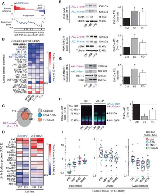 Figure 4. MEKi-induced RTK changes are consistent with decreased proteolytic receptor shedding. A, top bar graph, differentially detected supernatant proteins from MDA-MB-231 treated with MEKi (PD325901) for 24 hours, measured by Ab microarray (n= 4). Middle, enrichment score trace for top-ranked gene set of proteins depleted with MEKi; vertical bars below trace indicate location of proteins in the top-ranked gene set. B, diverse kinase inhibitors (labeled as drug target followed by drug name) affect supernatant (supe.) concentrations in MDA-MB-231 (n≥ 2; ELISA), after normalizing to cell count. C, Venn diagram of differentially expressed genes (DEG) from RNA microarray analysis of MDA-MB-231 treated with PD325901 (PD) or BB94 for 24 hours (q= FDR-corrected P value; n≥ 2). D, surface level changes of sheddase substrates following MPi or MEKi in two TNBC cell lines (live-cell immunostaining; n= 3). E and F, intact lysate AXL from LOX-IMVI (E) and MDA-MB-231 cells (F), as detected using Abs probing N-term or C-term epitopes (n= 4). G, full-length exosomal AXL and exosome markers CD63 and HSP70, in isolated MDA-MB-231 supernatant (n= 6). H, the immunoprecipitated shed AXL fragment from supernatant of MDA-MB-231 cells decreases in abundance with BB94 (BB) or PD320951 treatment (n= 3). For E to H, *, P < 0.05, two-tailed t test. I, supernatant, lysate total, and pRTK levels following MPi; each dot represents one of 19 cell lines tested (see Supplementary Fig. S4K and S4L).