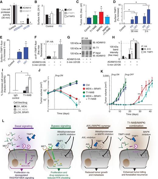 Figure 7. MEKi reduces sheddase activity via increased TIMP1 association, and TIMP1 neutralization enhances MAPKi efficacy. A, MEKi reduces ADAM10 and ADAM17 catalytic activities in MDA-MB-231, directly measured using the live-cell PrAMA assay (*, P < 0.05; n= 4). B, live-cell immunostaining shows knockdown of TIMP1, but not TIMP3, reduces surface AXL in MDA-MB-231, 24 hours after PD325901 treatment and 72 hours after transfection (*, P < 0.05; n= 3; knockdown validation: Supplementary Fig. S7D). C, cotreatment with a TIMP1 neutralization antibody (T1-NAB) blocks tumor AXL accumulation following BRAFi/MEKi treatment in the LOX-IMVI melanoma xenograft model, shown by immunofluorescence quantification (*, P= 0.02; n≥ 2). D, live-cell immunostaining shows MEKi increases surface TIMP1 in MDA-MB-231. E, flow cytometry shows 5-minute MEKi treatment increases rTIMP1-fluor binding to the cell surface (*, P < 0.05; n= 4). F, significant co-IP of ADAM10-HA and rTIMP-fluor is only detected in bulk anti-HA IP lysate from cells transfected with ADAM10-HA and treated with U0126 (*, P < 0.05; n= 3; pooled two-tailed t test). G and H, the 120-kDa ADAM10 dimerization band (39) and co-IP with rTIMP1 increases with 5-minute MEKi (*, P < 0.05; n > 3). I, pretreatment (24 hours) with a TIMP1 neutralization antibody (T1-NAB) followed by cotreatment with PD325901 (MEKi) or vemurafenib (BRAFi) leads to enhanced reduction in cell count at 72 hours, normalized to the effect size of BRAFi or MEKi alone (*, P= 0.03, pooled two-tailed t test, n= 18 total reps). J and K, T1-NAB cotreatment synergistically increases BRAFi/MEKi efficacy in the LOX-IMVI xenograft model by enhancing initial tumor shrinkage (J; P= 0.014, two-way ANOVA interaction term, total n= 46) and delaying tumor recurrence (K; P= 0.04, two-tailed t test, n≥ 8 per group). L, overview schematic of RTK shedding as a mechanism of MAPKi resistance.