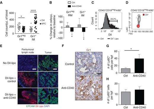 Figure 1. Monocyte subsets show distinct trafficking patterns in response to agonist CD40 therapy in KPC mice. A, peripheral blood counts for F4/80+Gr1neg resident monocytes (RM) and F4/80+Gr1+ inflammatory monocytes (IM) in control (Ctrl) littermates and tumor-bearing KPC mice. Bar, mean; n=17–25 per group; *, P < 0.05; ****, P < 0.0001. B, percentage change in monocyte subsets within the blood of KPC mice 1 day after treatment. n=4–7 per group; *, P < 0.05. C, KPC mice were treated with unlabeled liposomes (Ctrl) versus DiI-labeled liposomes (DiI+ Lipo), and blood was analyzed 24 hours later. Shown is a representative histogram of CD45+CD19negF4/80+ monocytes labeled with DiI-liposomes in vivo. D, representative FACS plot showing relationship between labeling with DiI-liposomes in vivo and Ly6C expression to identify subsets of CD45+CD19negF4/80+ monocytes. E, KPC mice were injected i.p. with DiI-labeled liposomes 1 hour before treatment with istoype control or anti-CD40 antibodies. Tumor tissue was analyzed 48 hours later. Shown is immunofluorescence imaging of peritumoral lymph nodes and tumor to detect monocyte/macrophages labeled with DiI-labeled liposomes (red) and EPCAM+ tumor cells (green). n=3 mice. One representative image of three is shown per group. Scale bar, 100 μm. F, representative images of anti-Gr1–stained tumor tissue from KPC mice 1 day after treatment. Scale bar, 100 μm. Quantification of Ly6C+ myeloid cells (n=4–5 mice per group; G) and Ly6G+ cells (n≥ 3 mice group; H) within tumor tissue of KPC mice 1 day after treatment. *, P < 0.05; unpaired two-tailed t-test.