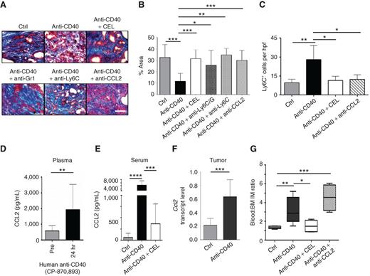 Figure 2. Antifibrotic activity of a CD40 agonist requires CCL2-dependent inflammatory monocyte recruitment to tumor tissue. KPC mice were treated with isotype control antibody, anti-CD40, or anti-CD40 in combination with CELs, anti-Gr1, anti-Ly6C, or anti-CCL2. A, representative images of PDAC sections stained with Masson's trichrome to detect extracellular matrix deposition (blue) 1 day after treatment. B, quantification of extracellular matrix. n=3–9 mice per group. Scale bar, 100 μm. C, quantification of Ly6C+ myeloid cells in PDAC tumors of KPC mice 1 day after treatment. n=3–4 mice per group. D, plasma CCL2 levels in patients with PDAC at baseline (pre) and 24 hours after treatment with the fully human CD40 agonist CP-870,893. n=5–13 subjects per group. Significance determined using the Mann–Whitney test. E, serum CCL2 levels in KPC mice 1 day after treatment with isotype control (Ctrl) or anti-CD40 antibodies administered with or without CEL. n=7–14 mice per group. F, relative Ccl2 mRNA levels in PDAC implanted tumors from mice at 1 day after treatment. n= 9–10 mice per group. G, ratio of peripheral blood to bone marrow F4/80+ Ly6C+ inflammatory monocytes (IM) 1 day after treatment. n=4–6 mice per group. Significance testing was performed using an unpaired two-tailed Student t test, unless otherwise specified. CEL, clodronate encapsulated liposome. *, P < 0.05; **, P < 0.01; ***, P < 0.001; ****, P < 0.0001.