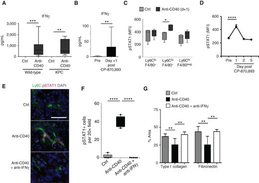 Figure 3. IFNγ–STAT1 signaling is necessary to redirect inflammatory monocytes with antifibrotic activity. A, wild-type non–tumor-bearing mice and KPC tumor–bearing mice were treated with isotype control (Ctrl) or anti-CD40 antibody. Serum was collected 24 hours after treatment for analysis. Shown are serum levels (pg/mL) of IFNγ. n=17–20 mice per group for wild-type and n=10 mice per group for KPC. **, P < 0.01; ***, P < 0.001. B, plasma cytokine levels were determined in patients with PDAC at baseline (pre) and 24 hours (day +1) after treatment with the fully human CD40 agonist CP-870,893. Shown are levels (pg/mL) for IFNγ. n=13 patients at baseline; n=5 patients after CP-870,893; **, P < 0.01; Mann–Whitney test. C, intracellular flow cytometry detection of pSTAT1 in murine peripheral blood leukocyte subsets 1 day after treatment. MFI, mean fluorescence intensity. n=5 per group, from two independent experiments; *, P < 0.05, unpaired t test. D, pSTAT1 expression in human monocytes treated with plasma collected from patients with PDAC at baseline (pre) and multiple time points after CP-870,893 treatment. n=3; ****, P < 0.0001, one-way ANOVA with Bonferroni correction for multiple pairwise comparison testing. E, representative immunofluorescence images showing colocalization of pSTAT1 in Ly6C+ inflammatory monocytes in PDAC tumors of KPC mice 1 day after treatment. Scale bar, 50 μm. F, quantification of pSTAT1 expression detected 1 day after treatment by immunofluorescence staining of tumor sections. n=4–5 mice per group; ****, P < 0.0001; unpaired two-tailed t test. G, quantification of extracellular matrix protein within tumors. Tumor sections were analyzed 1 day after treatment with control (Ctrl) or anti-CD40 antibodies with or without anti-IFNγ antibody neutralization. n=5–9 mice per group; *, P < 0.05; **, P < 0.01; unpaired two-tailed t test determined from 4 to 6 images per mouse.