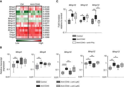 Figure 4. CD40 agonist induces a shift in the MMP gene expression profile in tumors that is dependent on inflammatory monocytes and IFNγ. A, heat map showing global gene expression in tumor homogenates from mice with implanted PDAC tumors 1 day after treatment with control (n=9) or anti-CD40 (n=10). Statistical significance was determined using one-way ANOVA with Bonferroni correction for multiple comparisons testing. P values are shown on the right of heat map. B, tumor-bearing mice were treated with control or anti-CD40 with or without depletion of Ly6C+ inflammatory monocytes or Ly6G+ granulocytes. Relative transcript expression for Mmp3, Mmp9, Mmp10, Mmp12, and Mmp13 is shown. n=5–10 mice per group. C, qRT-pCR analysis from tumor homogenate cDNA isolated 1 day after treatment. Displayed are fold changes in Mmp genes relative to control treatment. B–C, significance testing was performed using an unpaired two-tailed Student t test. *, P < 0.05; **, P < 0.01; ****, P < 0.0001.