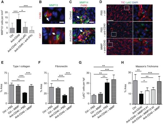 Figure 5. Antifibrotic activity of a CD40 agonist is dependent on MMPs. Mice with implanted PDAC tumors were analyzed 1 day after treatment with isotype control or anti-CD40 antibody with or without anti-Ly6C or anti-IFNγ antibodies. A, quantification by immunofluorescence staining of MMP13-expressing cells in tumors. n=5–12 mice per group. B, representative immunofluorescence images showing MMP13 (green) expression by F4/80+ (red, top) and FAP+ (red, bottom) cells in tumors 1 day after treatment with anti-CD40. Scale bar, 10 μm. C, representative immunofluorescence images showing MMP14 (green) expression by F4/80+ (red) cells in tumors after treatment with control (top) and anti-CD40 (bottom). Scale bar, 20 μm. D, mice with implanted tumors were analyzed 1 day after treatment with isotype control or anti-CD40 with or without a broad-spectrum MMP inhibitor (iMMP; Actinonin). Representative immunofluorescence images show TIC (red) among Ly6C+ inflammatory monocytes (green) 1 day after treatment. Nuclei are stained with DAPI (blue). One representative image is shown out of five images per tumor section per group. Scale bar, 100 μm. E, quantification of TIC (E) and FN (F) within tumors after isotype control (Ctrl) or anti-CD40 treatment with or without MMP inhibitor (iMMP; Actinonin). n=3–4 mice per group. G, quantification of Ly6C+ cells in tumor tissue after treatment. n=3–4 mice per group. H, quantification of extracellular matrix detected in tumors by Masson's Trichrome 1 day after treatment with isotype control or anti-CD40 antibodies with or without selective inhibitors of MMP13 (iMMP13 #1, WAY-170523; iMMP13 #2, 544678-85-5) or a broad-spectrum MMP inhibitor (iMMP, Actinonin). n=4–8 per group. For A and E–H, significance testing was performed using an unpaired two-tailed Student t test. *, P < 0.05; **, P < 0.01; ***, P < 0.001.