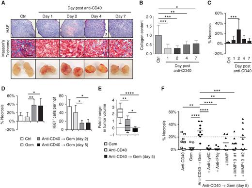Figure 6. CD40 agonist improves gemcitabine efficacy in PDAC. A, representative hematoxylin and eosin (H&E), Masson's Trichrome, and gross images of implanted PDAC tumors obtained from mice at defined time points after treatment with anti-CD40 antibodies with comparison to isotype control (Ctrl). Scale bars, 500 μm (H&E) and 100 μm (Masson's Trichrome). B, quantification of collagen content in PDAC tumors detected by Masson's Trichrome relative to control treatment. n=7–8 tumors per group. C, quantification of tumor necrosis seen on H&E imaging. n=7–8 tumors per group. D, mice with implanted PDAC tumors were treated with anti-CD40 on day 0 followed by gemcitabine (Gem) on day 2 or 5 as indicated with comparison to gemcitabine alone. Shown is quantification of tumor necrosis and cellular proliferation (Ki67) detected by H&E and immunohistochemical staining, respectively, at 1 day after gemcitabine treatment. n=5 mice per group. E, mice with implanted PDAC tumors were treated with or without anti-CD40 antibody on day 0 followed by gemcitabine on day 5. Shown is fold change in tumor volume from the time of gemcitabine treatment to 6 days later. n=8–9 mice per group. F, effect of anti-Ly6C, anti-IFNγ, broad-spectrum MMP inhibitor (iMMP; Actinonin), and MMP13-specific inhibitors (iMMP13 #1, WAY-170523; iMMP13 #2, 544678-85-5) on tumor necrosis induced with gemcitabine administered 5 days after anti-CD40 therapy with comparison to anti-CD40 and gemcitabine alone. Tumor necrosis is quantified 1 day after treatment with gemcitabine. For B–F, significance testing was performed using one-way ANOVA with Bonferroni correction for multiple pairwise comparisons or unpaired two-tailed Student t test. *, P < 0.05; **, P < 0.01; ***, P < 0.001; ****, P < 0.0001.