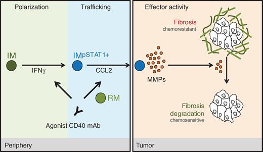 Figure 7. Proposed step-wise model for antifibrotic activity induced with a CD40 agonist in PDAC. Treatment with a CD40 agonist induces the systemic release of IFNγ, which activates CCR2+ inflammatory monocytes (IM) and polarizes their phenotype toward antifibrotic (step 1: polarization). Inflammatory monocytes are then recruited to the tumor microenvironment in a CCL2-dependent manner that is regulated by resident monocytes/macrophages (RM) residing outside of the tumor microenvironment (step 2: trafficking). Within the tumor microenvironment, tumor-infiltrating inflammatory monocytes alter the MMP profile, leading to rapid degradation of extracellular matrix proteins, including TIC and FN (step 3: effector activity). Together, depletion of extracellular matrix components induced by inflammatory monocytes enhances the sensitivity of tumors to gemcitabine chemotherapy.