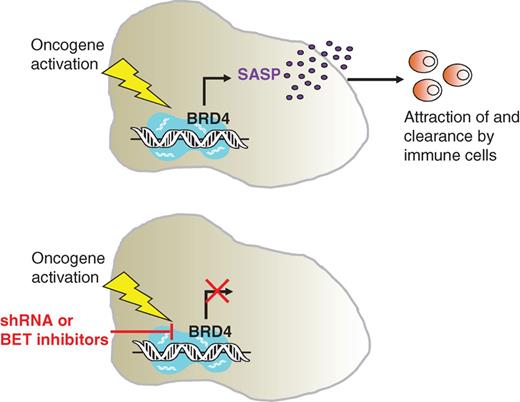 Figure 1. BRD4 is required for the execution of the senescence program. Top, Tasdemir and colleagues show that BRD4 regulates SASP-associated gene expression and immune surveillance during OIS. Bottom, genetic or pharmacologic inactivation of BRD4 (by shRNA or BET inhibitors) breaks this link and causes the collapse of this tumor-suppressive mechanism.