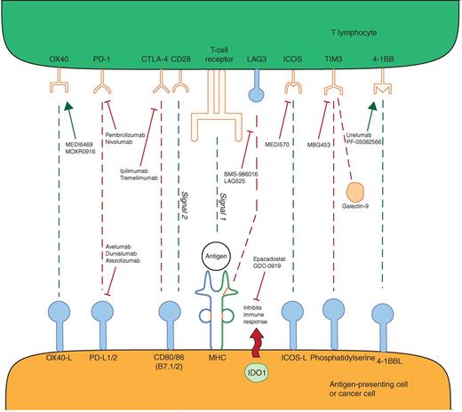 Figure 1. Immunoregulatory influences within the tumor microenvironment. Stimulatory (green) and inhibitory (red) signals between T lymphocytes and antigen-presenting/tumor cells are depicted above. Drugs in clinical investigation stimulating or inhibiting these specific targets are also illustrated.
