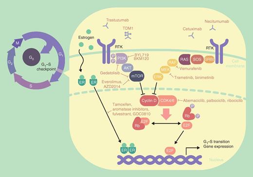 Figure 1. Potential combination strategies for CDK4/6 inhibitors. CDK4/6 inhibitors bind within the ATP-binding pocket of CDK4 and CDK6, preventing G1–S phase transition and leading to cell-cycle arrest. ER signaling activates the cyclin D–CDK4–Rb axis to induce G1–S phase transition, and blockade with selective estrogen receptor modulators/degraders and aromatase inhibitors is an effective combination strategy. Signaling of the MAPK–ERK and PI3K–AKT pathways leads to transcriptional induction of cyclin D1 and other cyclins, and HER2 amplification has also been shown to increase cyclin D1 expression. Blockade of these pathways has shown additive or synergistic effects when combined with CDK4/6 inhibitors.