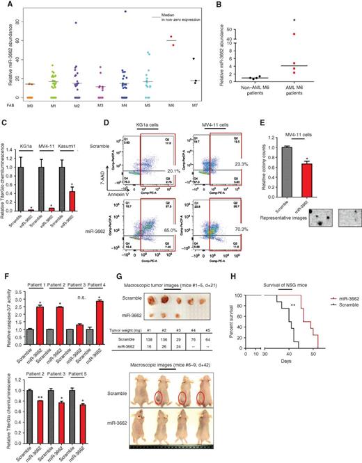 Figure 2. Distribution of miR-3662 abundance in AML and effects of forced expression on the growth and survival of AML cells in vitro and in vivo.A, miR-3662′s abundance in the patients with AML of the AML TCGA cohort. The small RNA-sequencing data from the AML TCGA were analyzed to quantify the abundance of miR-3662. The patients are grouped by their reported blast morphology according to the FAB classification (x-axis). Normalized read counts are depicted on the y-axis. B, comparison of the relative abundance of miR-3662 in patients with AML (OSU) with AML M6 versus non-M6 AML as determined by qPCR, using four patients in each group. Two separate cDNA syntheses were performed for each patient, and qPCRs were run in duplicate. The expression of miR-3662 was normalized to RNU6. The depicted relative abundance of miR-3662 with respect to the median abundance of the group of patients with non-M6 AML was estimated and compared between two groups by applying the Wilcoxon rank sum test. *, P < 0.05. C, chemiluminescent TiterGlo assay showing the effects of forced miR-3662 expression on the viability of AML cell lines. n = 3 biological replicates, displayed as mean ± SD. *, P ≤ 0.05. P values were determined using two-tailed Student t tests (unequal variance). D, flow cytometry after Annexin V staining showing the effects of forced miR-3662 expression on the apoptosis rates of AML cell lines. The red boxes indicate apoptotic cells and cells currently undergoing apoptosis. The percentage of both cell populations combined is shown enlarged. The experiment was repeated twice, confirming the results. E, methylcellulose-based colony-forming assays showing the effects of forced miR-3662 expression on the clonogenic potential of MV4-11 cells. n = 3 biological replicates, displayed as mean ± SD. *, P < 0.05. P values were determined using two-tailed Student t tests (equal variance). The lower panel depicts representative images of the colony-forming assays. F, chemiluminescent caspase-3/7 assays (top) and TiterGlo assays (bottom) showing the effects of forced miR-3662 expression on the apoptosis rates and viability of primary AML patient blasts. n = 3 biological replicates, displayed as mean ± SD. *, P < 0.05. P values were determined using two-tailed Student t tests (equal variance). G, flank tumor xenograft model of female athymic nude mice injected with MV4-11 cells stably expressing miR-3662 or scramble (n = 9 mice/group). Top, macroscopic images of tumors with the corresponding weight (in mg). Bottom, macroscopic images of the mice at day +42 after flank tumor injection. H, in vivo leukemogenesis model of female NSG mice injected with splenocytes stably expressing miR-3662 or scramble (n = 8 mice/group).**, P < 0.005. P values were determined using two-tailed Student t tests (unequal variance).