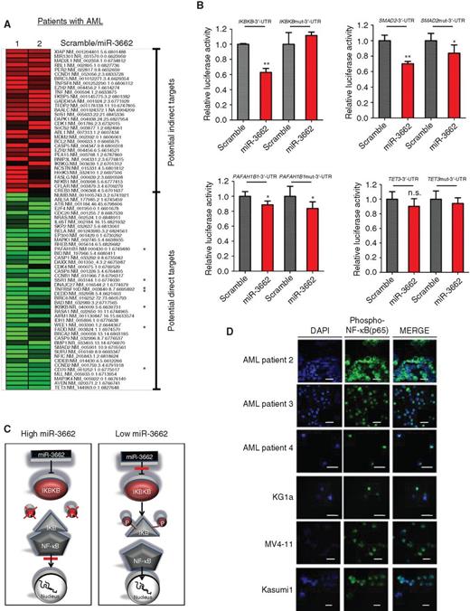 Figure 3. Involvement of miR-3662 in multiple developmental and cancer-associated pathways. A, heat map of gene expression changes in the primary blasts of 2 patients with AML after stable introduction of miR-3662 or scramble control. Depicted in red are genes with a concordant ≥20% increase in mRNA abundance in both experiments. These genes are potential indirect targets of miR-3662. Depicted in green are genes with a concordant ≥20% decrease in mRNA abundance in both experiments. These genes are potential direct targets of miR-3662. A star indicates the presence of a predicted miR-3662 binding site in the 3′-UTR of the respective gene. B, luciferase reporter assays showing the effects of miR-3662 on four 3′-UTR constructs and binding site–mutated controls of predicted miR-3662 target genes. n = 3 biological replicates, displayed as mean ± SD. *, P < 0.05; **, P < 0.005. P values were determined using two-tailed Student t tests (equal variance). C, proposed downstream effects of miR-3662. D, confocal microscopy images depicting the cellular localization of phospho-p65 in blasts from patients with AML and AML cell lines. White scale bars, 20 μm. The experiment was repeated twice, confirming the results.