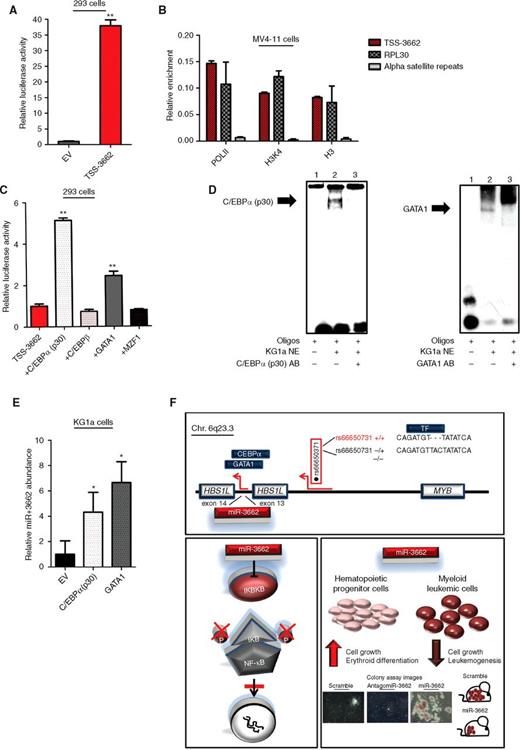 Figure 5. Characterization of the upstream regulation of miR-3662. A, luciferase reporter assay showing the activating potential of the predicted transcription start site for miR-3662 (TSS-3662). n = 3 biological replicates, displayed as mean ± SD. **, P < 0.005. P values were determined using two-tailed Student t tests. B, chromatin immunoprecipitations of RNA polymerase II (POLII), trimethylated lysine 4 of histone H3 (H3K4) and total histone H3 (H3) in MV4-11 cells. Ribosomal protein L30 (RPL30) was used as a positive control. Alpha Satellite repeats were used as a negative control. n = 3 biological replicates, displayed as mean ± SD. C, luciferase reporter assay of TSS-3662 with cotransfection of C/EBPα, C/EBPβ, GATA1, and MZF1. n = 3 biological replicates, displayed as mean ± SD. **, P < 0.005. P values were determined using two-tailed Student t tests. D, EMSA of TSS-3662 to test for binding of GATA1 and C/EBPα. Oligos: 20-bp sequence of TSS-3662 with predicted binding sequence; NE, nuclear extracts of KG1a cells; AB, respective antibodies used. E, effects of C/EBPα and GATA1 on the abundance of miR-3662 in KG1a cells. n = 3 biological replicates. *, P < 0.05. P values were determined using one-tailed Student t tests. F, graphical summary of the upstream regulation and downstream effects of miR-3662. Top, depiction of the 6q23.3 locus. miR-3662 is located in intron 13 of HBS1L and can be directly regulated by GATA1 and C/EBPα binding to its transcription start site. Homozygosity for the 3-bp deletion rs66650371 further enhances miR-3662′s abundance by creating several transcription factor binding sites. Bottom left, miR-3662 directly inhibits IKBKB, thereby preventing NF-KB's translocation into the nucleus. Bottom right, miR-3662′s effects on hematopoiesis and leukemogenesis.