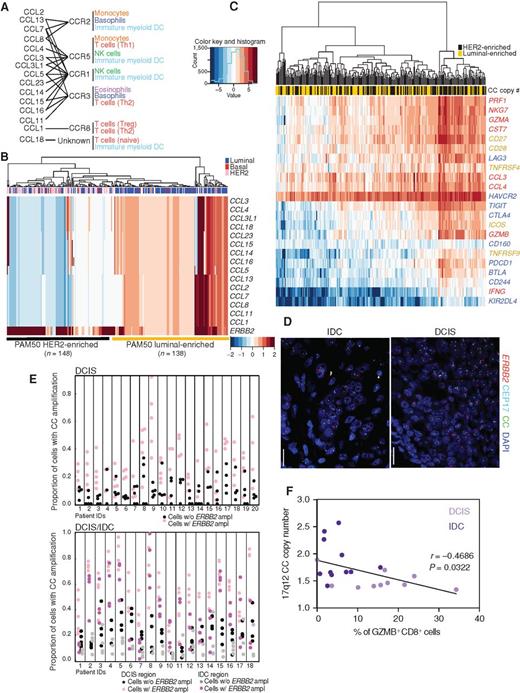 Figure 5. Leukocytes and tumor cell heterogeneity. A, Chemokine cluster (CC) on 17q12. Genes within amplicon encoding chemokines and their receptors and responsive cell populations. B, Copy-number gain for 17q12 CC genes and ERBB2 in HER2+ breast tumors. C, Expression of immune activation (yellow), cytotoxic (red), inhibitory and exhaustion (blue) related genes in HER2+ breast tumors with CC copy-number gain (yellow) or loss (black). D, Multicolor FISH for ERBB2, CEP17, and 17q12 CC in DCIS and IDC. Scale bars, 20 μm. E, Proportion of cells with chemokine cluster amplification stratified by HER2 status (+/−) in each region of each patient from DCIS (top) and DCIS/IDC (bottom) cohorts. Cells with ERBB2 amplification have overall significantly higher proportion of chemokine cluster amplification (Supplementary Table S7). The magnitudes of elevation of probability of chemokine cluster amplification in HER2+ cells vary from patient to patient. F, Plot depicting correlation between 17q12 CC copy-number gain and frequency of GZMB+CD8+ T cells.