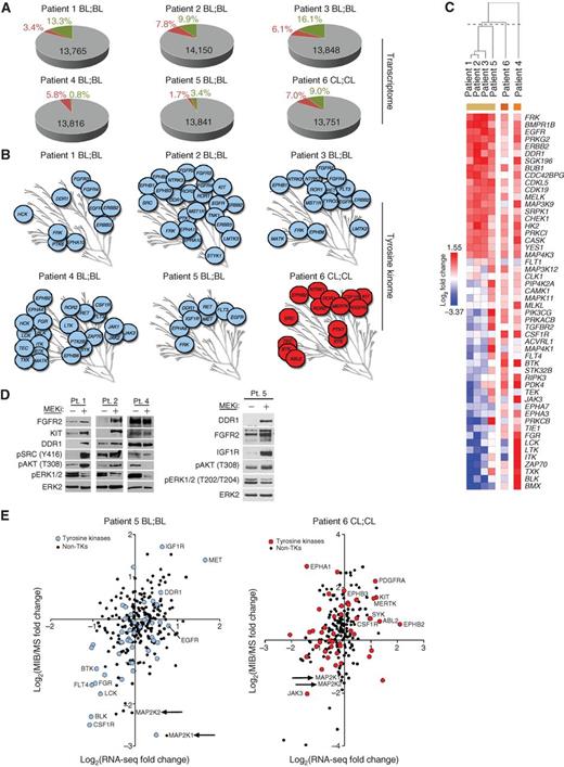 Figure 1. Response to MEK inhibition in TNBC patient tumors from a window-of-opportunity clinical trial. A, Transcriptional response to trametinib in TNBC patient tumors in pretreatment needle core biopsies (NCB) and in corresponding surgical resections following 7-day trametinib treatment. The total number of expressed genes is indicated in black; percentage of transcripts induced (red) or suppressed (green) >2-fold after trametinib treatment is indicated. B, Tyrosine kinome transcriptional response (>1.5-fold) to trametinib treatment in BL;BL patient tumors (blue) or CL;CL patient tumor (red). C, DESeq2 analysis comparing pre-trametinib and post-trametinib BL;BL tumors. Shown are differentially expressed kinases using 0.05 FDR for significance. Patient 4 was excluded from the DESeq2 analysis because of high immune kinase expression but presented in the heat map for comparison. CL;CL tumor 6 is presented in the heat map for comparison with the BL;BL tumor response. D, Adaptive response RTK protein upregulation in BL;BL patient tumors. E, Scatter plot of RSEM transcript abundance values versus MIB/MS TK MIB binding as a ratio of trametinib-treated surgical resection:pretreatment NCB in BL;BL Pt. 5 (blue) and CL;CL Pt. 6 (red). Non-TKs are indicated with black circles. Arrows highlight decreased MEK1/2 MIB binding following trametinib.