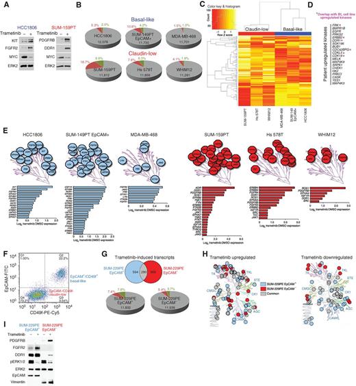 Figure 2. Trametinib elicits a subtype-specific transcriptional response in TNBC cells. A, MYC protein loss and RTK upregulation in SUM-159PT CL cells and HCC1806 BL cells after 48 hours 10 nmol/L trametinib treatment. B, RNA-seq results (mean RSEM of biological duplicates) in the indicated BL or CL human cell lines following 24-hour 500 nmol/L trametinib. C, DESeq2 differential expression analysis of the kinome response to 24-hour 500 nmol/L trametinib comparing basal-like cell lines (HCC1806, SUM-149PT EpCAM+/CD49f+, MDA-MB-468) or claudin-low cell lines (SUM-159PT, Hs 578T, and WHIM12). Log2 fold trametinib changes for kinases significant with a threshold of 0.05 FDR (Supplementary Table S1) are displayed in heat map following hierarchical clustering using (1 − Spearman correlation)/2 as the distance metric and row scaling. D, BL;BL patient tumor trametinib-upregulated kinases (Fig. 1C) overlapping with basal-like cell line trametinib-upregulated kinases (Supplementary Table S2). Hypergeometric test P value for overlap = 0.007 (patient FDR = 0.05, cell line FDR = 0.01). E, Mean tyrosine kinome response to 24 hours 500 nmol/L trametinib of biological duplicates. TK transcripts upregulated >1.5-fold are displayed and log2 magnitude of response plotted for BL (HCC1806, SUM-149PT EpCAM+; blue) and CL (SUM-159PT, Hs 578T, WHIM12; red) cells. TK transcripts upregulated >1.3-fold are displayed for MDA-MB-468 cells due to low relative transcriptome-wide responsiveness to trametinib (B). F, Sorting SUM-229PE parental cells into distinct BL EpCAM+/CD49f+ and CL EpCAM−/CD49f− populations using flow cytometry. G, Top, commonly (gray) and uniquely (blue, red) induced (>2-fold) transcripts following 24-hour 30 nmol/L trametinib treatment of EpCAM+ or EpCAM− subpopulations. Bottom, mRNA-seq in EpCAM+ or EpCAM− subpopulations showing response to 24-hour 30 nmol/L trametinib treatment. H, Kinases induced >1.5-fold or suppressed >1.5-fold after 24-hour 30 nmol/L trametinib treatment that are either unique to EpCAM+ cells (blue) or EpCAM− cells (red), or both subpopulations (grey). I, Upregulation of BL adaptive response RTK FGFR2 in EpCAM+ cells and CL adaptive response RTK PDGFRB in EpCAM− cells following 24-hour 30 nmol/L trametinib.