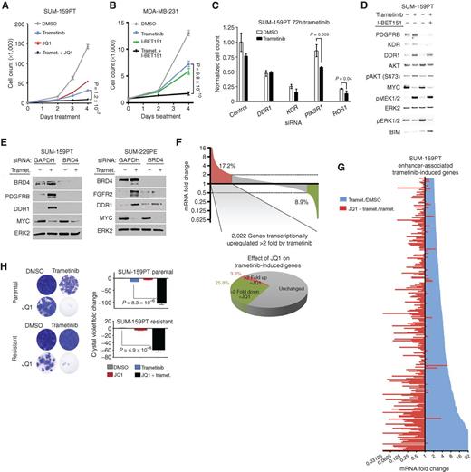 Figure 5. BET bromodomain inhibition enhances growth suppression elicited by MEK inhibition. A, SUM-159PT 4-day growth curve with 30 nmol/L trametinib, 300 nmol/L JQ1, or the combination. B, MDA-MB-231 (CL) 4-day growth curve with 30 nmol/L trametinib, 500 nmol/L I-BET151, or the combination. C, Cell counting assay showing growth suppression in SUM-159PT cells in the presence or absence of 72-hour 1 nmol/L trametinib and the indicated siRNAs, normalized to nontargeting control siRNA. In the DMSO condition, all super-enhancer–associated siRNAs yielded significantly different (P < 0.05) growth suppression relative to control siRNA except for PIK3R1. P values are indicated for siRNAs that showed significantly different growth suppression between DMSO and trametinib conditions. D, Western blots with indicated antibodies in SUM-159PT cells treated 24 hours with 100 nmol/L trametinib, 500 nmol/L I-BET151, or the combination. E, Western blots showing loss of adaptive response RTKs in SUM-159PT cells (left) or SUM-229PE parental cells (right) in cells after 48-hour 10 nmol/L trametinib and BRD4 siRNA. F, Top, SUM-159PT RNA-seq showing the percentage of genes induced (red) or suppressed (green) >2-fold by 100 nmol/L trametinib. Bottom, percentage of trametinib-induced genes further induced (red) or suppressed (green) >2-fold by cotreatment with 300 nmol/L JQ1. G, Long tail plot of trametinib mRNA induction or JQ1 mRNA suppression (100 nmol/L trametinib: DMSO, or 100 nmol/L trametinib + 300 nmol/L JQ1: 100 nmol/L trametinib) for enhancer-associated genes with >2-fold trametinib-induced expression change. H, Four-week crystal violet assays in SUM-159PT parental cells (top) or SUM-159R cells (bottom) in the presence or absence of 30 nmol/L trametinib or 300 nmol/L JQ1.
