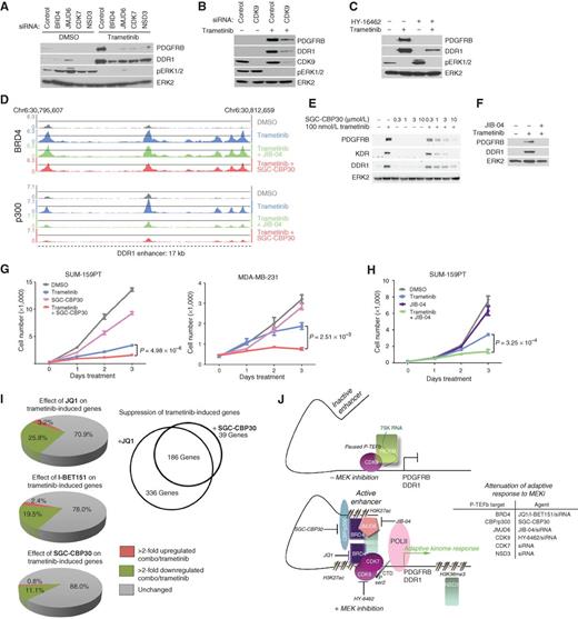 Figure 7. Attenuation of adaptive response to MEK inhibition by P-TEFb complex perturbation. A, PDGFRB and DDR1 Western blot of SUM-159PT cells treated with the indicated P-TEFb complex siRNAs for 48 hours followed by 24-hour 100 nmol/L trametinib. B, Western blot with the indicated antibodies of SUM-159PT cells treated with CDK9 siRNA for 48 hours followed by 24-hour 100 nmol/L trametinib. C, Attenuation of 24-hour 100 nmol/L trametinib-induced PDGFRB and DDR1 upregulation by cotreatment with 100 nmol/L HY-16462. D, BRD4 (top) and p300 (bottom) ChIP-seq density tracks at the DDR1 enhancer upon 24-hour 100 nmol/L trametinib alone, or in combination with either 300 nmol/L JIB-04 or 1 μmol/L SGC-CBP30. E, Dose-dependent blockade of PDGFRB, KDR, and DDR1 upregulation to 24 hours 100 nmol/L trametinib by SGC-CBP30 cotreatment in SUM-159PT cells. F, Loss of PDGFRB and DDR1 upregulation to 100 nmol/L 24-hour trametinib by cotreatment with 300 nmol/L JIB-04 in SUM-159PT cells. G, Enhancement of SUM-159PT (left) or MDA-MB-231 (right) growth suppression with 10 nmol/L trametinib treatment with 5 μmol/L SGC-CBP30. H, Enhancement of SUM-159PT growth suppression with 5 nmol/L trametinib and 500 nmol/L JIB-04. I, Left, percentage of SUM-159PT transcripts further upregulated >2-fold (red) or downregulated >2-fold (green) with either 300 nmol/L JQ1, 500 nmol/L I-BET151, or 3 μmol/L SGC-CBP30 in combination with 24-hour 100 nmol/L trametinib. Right, trametinib-induced genes commonly suppressed by JQ1 and SGC-CBP30. J, Model of dynamic enhancer formation in the adaptive response to MEK inhibition (left) and targeting strategies for different P-TEFb complex members to attenuate the response (right).