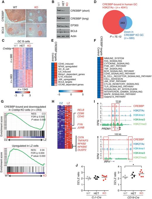 The CREBBP Acetyltransferase Is a Haploinsufficient Tumor Suppressor in ...