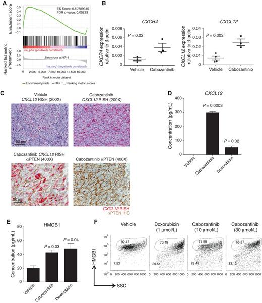 Figure 4. Cabozantinib treatment causes significant upregulation of CXCL12 and HMGB1 levels within the tumor microenvironment. A, Pb-Cre; Ptenfl/flTrp53fl/fl mice with established prostate tumors were treated with cabozantinib at 100 mg/kg daily for 48 hours followed by tumor RNA extraction. Gene set enrichment analysis revealed a highly increased expression of immune response related gene sets. B, Mice were treated with cabozantinib as above for 24 hours followed by tumor RNA extraction. Quantitative RT-PCR analysis was performed for several immune response genes and showed a statistically significant upregulation of CXCL12 and CXCR4 gene expression with cabozantinib treatment (n = 3 mice per time point). C, CXCL12 RISH of tumors from mice acutely treated with cabozantinib for 24 hours revealed increased intratumoral CXCL12 expression (top). Combined CXCL12 RISH and PTEN IHC from these tumors showing that the PTEN-deficient prostate cancer cells within the tumor microenvironment are producing CXCL12 (bottom) following cabozantinib treatment. Representative staining from n = 3 mice per condition. Increased release of CXCL12 (D) and HMGB1 (E) following in vitro treatment of murine tumor-derived prostate cancer cells with cabozantinib. SC1 cells were treated with vehicle, cabozantinib (10 μmol/L), or doxorubicin (1 μmol/L) for 24 hours. Supernatants were analyzed for CXCL12 and HMGB1 by ELISA. F, SC1 cells were treated with vehicle, cabozantinib (10 μmol/L), or doxorubicin (1 μmol/L) for 28 hours and subjected to FACS analysis, demonstrating cabozantinib-induced HMGB1 depletion (n = 3 experiments for D–F).