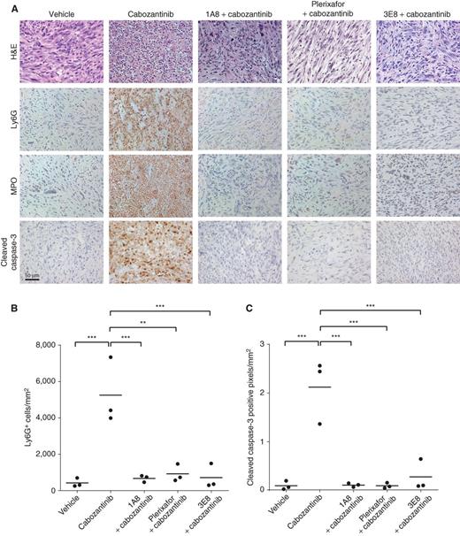 Figure 5. Depletion of neutrophils or blockade of neutrophil chemotaxis/infiltration abolishes cabozantinib-induced tumor clearance. A, Pb-Cre; Ptenfl/flTrp53fl/fl mice were treated as indicated (from left to right): untreated control; vehicle pretreatment for 3 days, followed by cabozantinib treatment for an additional 3 days; 1A8 (Ly6G antibody) pretreatment for 3 days, followed by concomitant 1A8/cabozantinib treatment for an additional 3 days; AMD3100 (CXCR4 inhibitor) pretreatment via osmotic pump for 3 days, followed by concomitant AMD3100/cabozantinib treatment for an additional 3 days; concomitant 3E8 (HMGB1 neutralization antibody)/cabozantinib treatment for 3 days (see Methods for details). At the end of treatment, tumor tissues were stained with H&E, Ly6G, MPO, cleaved caspase-3 (n = 3 mice per treatment group). Ly6G+ (B) and caspase-3+ (C) cells were subjected to automated quantification across the entire tumor section on the slide, and reported as cells per unit square area. *, P < 0.05; **, P < 0.01; ***, P < 0.001.