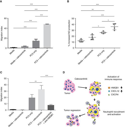 Figure 6. Cabozantinib treatment of human PTEN/p53-deficient prostate cancer cells enhances ex vivo HMGB1-dependent neutrophil migration and activation. A, PC3 cells were treated with 5 μmol/L cabozantinib for 24 hours, followed by addition of neutrophils in a Transwell migration assay for 4 hours. The neutrophils were obtained from a single patient donor with each condition being performed in 3 separate migration Transwells (n = 3 technical repeats). The data are representative of n = 3 experiments. The statistical analysis was performed using one-way ANOVA with Sidak's multiple comparison method. B, PC3 cells were treated with cabozantinib for 24 hours, and then cocultured with neutrophils for 6 hours, followed by nitric oxide staining and flow cytometry. The results were obtained from 4 separate donors (n = 4 biological repeats), with each point (each donor) representing a value that was averaged from 2 to 3 technical repeats. The statistical analysis was performed using one-way ANOVA followed by a Tukey post hoc test. C, PC3 cells were treated as described in A. For the HMGB1 rescue treatment, anti-HMGB1 clone 3E8 was added to cabozantinib-treated PC3 cells to a final concentration of 50 μg/mL and incubated for one hour at 37°C. The neutrophils were obtained from a single donor, with each condition being performed in 3 separate migration Transwells (n = 3 technical repeats). The statistical analysis was performed as in A. *, P < 0.05; **, P < 0.01; ***, P < 0.001. D, Schematic model for cabozantinib's effects on neutrophil-mediated activation of antitumor innate immunity within the tumor microenvironment, resulting in invasive cancer clearance. The pink cells with blue nuclei represent tumor cells, whereas the yellow enlarged cells with blue nuclei represent tumors undergoing immunogenic cell death following cabozantinib treatment. The white cells represent neutrophils, which are recruited and activated via engagement of CXCR4 with CXCL12/HMGB1 released from tumor cells. This neutrophil recruitment/activation results in tumor cell death.