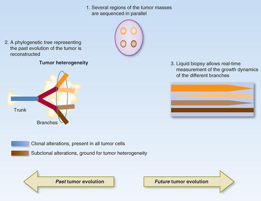 Figure 1. Tracking cancer evolution in space and time. Multiregion biopsy consists of parallel analysis of tissue derived from different regions of a single neoplastic mass, and from distinct metastatic lesions from the same patient (step 1). By assessing their pattern of occurrence in the different samples, clonality of individual alterations is extrapolated. Clonal alterations, present in all samples analyzed (blue) likely represent “ancestral” events, occurred early in tumorigenesis, and are therefore represented as the phylogenetic “trunk” of the tumor (step 2), whereas heterogeneous (subclonal) events (shades of brown) have likely occurred later and therefore represent the “branches” of the phylogenetic tree. Subclonal alterations are the ground for tumor heterogeneity, adaptability to therapy, and cancer evolution. Liquid biopsy allows longitudinal assessment of the growth dynamics of different subclones by cross-comparison of the relative frequencies of mutated subclonal alleles and normalization on (putative) trunk alterations (step 3).