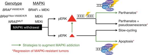 Figure 7. Strategies to select against MAPKi-resistant melanoma. Schematic showing MAPKi-addiction phenotypes being driven by pERK rebound levels and potential therapeutic strategies (enhancing pERK or impairing DNA-damage repair) that promote tumor cell death (apoptosis or parthanatos) or regression.