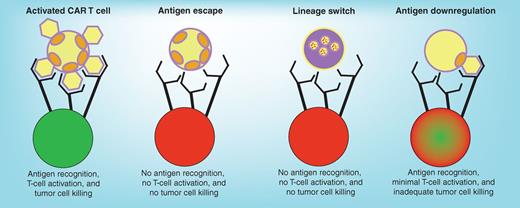 Figure 1. Mechanisms of tumor antigen escape. CAR T cells encounter adequate amounts of target surface antigen on cancer cells, activate, and kill the target cells. Tumor cells can escape killing by expressing alternative forms of the target antigen that lack the extracellular epitopes recognized by CAR T cells (“antigen escape”), by switching to a genetically related but phenotypically different disease (“lineage switch”), or by downregulating the surface target antigen to levels below those needed for CAR T-cell activation (“antigen downregulation”).