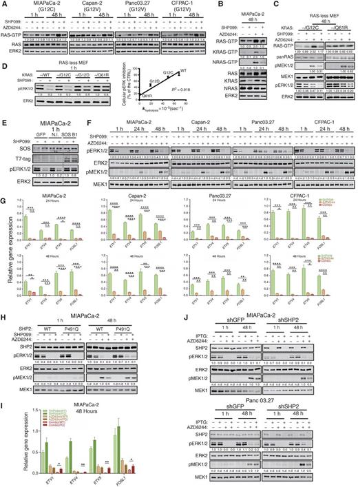 Figure 2. SHP2 inhibition acts upstream of RAS to abrogate MEKi–evoked ERK MAPK pathway reactivation. A and B, Immunoblots of whole-cell lysates or GST-RBD–precipitated (RAS-GTP, KRAS-GTP, and NRAS-GTP) lysates from PDAC cells treated with DMSO, SHP099 (10 μmol/L), AZD6244 (1 μmol/L), or both drugs for the times indicated. The images shown are representative of at least two independent biological replicates. C, GST-RBD pulldown assay on RAS-less MEFs reconstituted with RASG12C or RASQ61R. Total RAS, pERK/ERK, and pMEK/MEK were also detected in whole-cell lysates prepared in modified RIPA buffer from the same cells. D, Immunoblots of whole-cell lysates from RAS-less MEFs reconstituted with KRASWT, KRASG12C, KRASG12D, or KRASQ61R, treated with or without 10 μmol/L SHP099 (left). Linear regression of SHP099-induced pERK inhibition compared with intrinsic GTPase activity of the different KRAS mutants (from ref. 17) in RAS-less MEFs (right). E, Effect of SHP099 on pERK levels in MIAPaCa-2 cells expressing a SOS1 mutant (SOS B1) that targets the SOS1 catalytic domain constitutively to the plasma membrane. Cells were incubated for 1 hour with SHP099, and lysates were immunoblotted for pERK and total ERK (as a loading control). F, Immunoblots of lysates from PDAC lines treated as indicated. The image shown is representative of three independent biological replicates. G, ERK-dependent gene expression (ETV1, 4, 5 and FOSL1), assessed by qRT-PCR, in PDAC lines treated as indicated (*, P < 0.05; **, P < 0.01; ***, P < 0.001; ****, P < 0.0001, two-tailed t test). H, Immunoblots of SHP2, pERK, ERK, pMEK, and MEK from MIAPaCa-2 cells ectopically expressing wild-type SHP2 (WT) or an SHP099-resistant mutant (P491Q), treated as indicated. I, ERK-dependent gene expression in MIAPaCa-2 cells ectopically expressing wild-type SHP2 (WT) or an SHP099-resistant mutant (P491Q), treated as in F (*, P < 0.05; **, P < 0.01; ***, P < 0.001; ****, P < 0.001, two-tailed t test). J, Immunoblot of lysates from MIAPaCa-2 (top) and Panc 03.27 (bottom) cells expressing IPTG-inducible PTPN11 (shSHP2) or CTRL (shGFP) shRNA, subjected to the indicated drugs. Numbers under blots indicate relative intensities, compared with untreated controls, quantified by LI-COR.