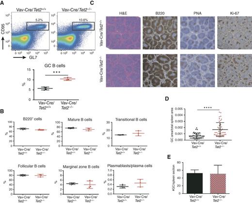 Figure 1. Tet2 deletion in hematopoietic cells induces GC hyperplasia. A, Representative flow cytometry plot and quantification of (B220+CD95+GL7+) GC B cells from Vav-Cre/Tet2+/+ (n = 5) and Vav-Cre/Tet2−/− (n = 5) mice at day 10 after immunization with SRBC. B, Quantification of flow cytometry data corresponding to total B cells (B220+), mature B cells (B220+IgD+IgM+), transitional B cells (B220+IgDintIgM+), follicular B cells (B220+CD23+CD21+), marginal zone B cells (B220+CD23loCD21+), and plasmablasts/PC (CD138+) in the spleens of Vav-Cre/Tet2+/+ and Vav-Cre/Tet2−/− mice. C, Representative histologic sections of formalin-fixed, paraffin-embedded spleens from Vav-Cre/Tet2+/+ and Vav-Cre/Tet2−/− mice. Sections were stained with H&E and antibodies specific for B220, PNA, and Ki-67. D and E, Quantification of GC area (D) and number of GCs (E) in the spleens of Vav-Cre/Tet2+/+ and Vav-Cre/Tet2−/− mice. Two-tailed t test; ***, P < 0.001; ****, P < 0.0001.