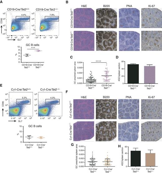Figure 2. GC hyperplasia induced by Tet2 loss of function is B-cell autonomous. A, Representative flow cytometry plot and quantification of (B220+CD95+GL7+) GC B cells from CD19-Cre/Tet2+/+ (n = 4) and CD19-Cre/Tet2−/− (n = 4) mice at day 10 after immunization with SRBC. B, Representative histologic sections of formalin-fixed, paraffin-embedded spleens from CD19-Cre/Tet2+/+ and CD19-Cre/Tet2−/− mice. Sections were stained with H&E and antibodies specific for B220, PNA, and Ki-67. C and D, Quantification of GC area (C) and number of GCs (D) in the spleens of CD19-Cre/Tet2+/+ and CD19-Cre/Tet2−/− mice. E, Representative flow cytometry plot and quantification of (B220+CD95+GL7+) GC B cells from Cγ1-Cre/Tet2+/+ (n = 5) and Cγ1-Cre/Tet2−/− (n = 5) mice at day 10 after immunization with SRBC. F, Representative histologic sections of formalin-fixed, paraffin-embedded spleens from Cγ1-Cre/Tet2+/+ and Cγ1-Cre/Tet2−/− mice. Sections were stained with H&E and antibodies specific for B220, PNA, and Ki-67. G and H, Quantification of GC area (G) and number of GCs (H) in the spleens of Cγ1-Cre/Tet2+/+ and Cγ1-Cre/Tet2−/− mice. Two-tailed t test; ***, P < 0.001; ****, P < 0.0001.