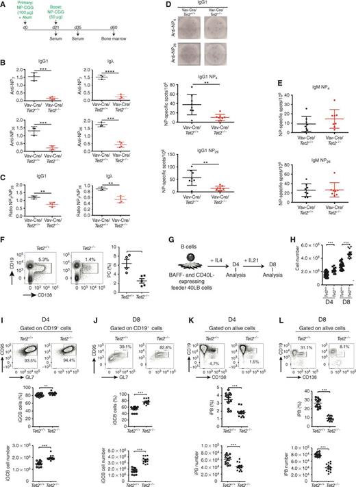 Figure 3. Tet2 loss of function impairs affinity maturation and PC differentiation in a B-cell–autonomous manner. A, Schematic diagram of the protocol of primary and secondary immunizations. B, Thirty-five days after immunization (14 days after boost), NP-specific antibodies (IgG1 and Igλ) were measured in the sera of Vav-Cre/Tet2+/+ and Vav-Cre/Tet2−/− mice by ELISA. C, NP7/NP26 ratio of NP-specific antibodies detected in B. D and E, Sixty days after immunization (40 days after boost), NP-specific IgG1-secreting (D) and IgM-secreting (E) cells from the bone marrow of Vav-Cre/Tet2+/+ and Vav-Cre/Tet2−/− mice were quantified by ELISPOT. Two-tailed t test; *, P < 0.05; **, P < 0.01; ***, P < 0.001; ****, P < 0.0001. F, Splenic PC formation after SRBC immunization of Tet2+/+ and Tet2−/− mice, shown as FACS profiles (left) and quantitation (right) on day 32; each symbol represents one mouse. G, Schematic illustration of the in vitro GC B cells (iGCB) and PB (iPB) culture system. H, Number of live Tet2+/+ and Tet2−/− B cells cultured on 40LB with IL4 on D4 and IL21 on D8. I and J, Flow cytometry plots of iGCB cells on D4 (I) and D8 (J); the gated area shows the live iGCB cells (CD19+GL7+FAS+). Histograms represent the percentage (top) and the cell number (bottom) of iGCB cells. K and L, Flow cytometry plots of iPB cells on D4 (K) and D8 (L); the gated area shows the live iPB cells (CD19+GL7+FAS+). Histograms represent the percentage (top) and the cell number (bottom) of iPB cells. For D4, symbols represent triplicate of 5 independent experiments. For D8, symbols represent triplicate of 4 independent experiments. All P values were calculated using an unpaired Student t test; **, P < 0.005; ***, P < 0.0005 in all experiments.