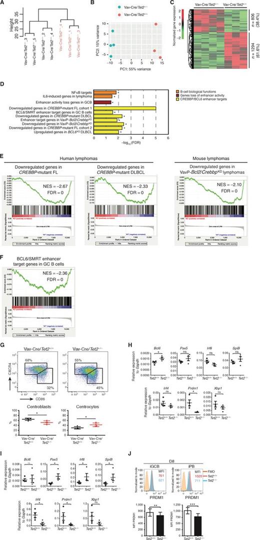 Figure 4. Tet2-deficient GC B cells exhibit repression of genes involved in GC exit. A and B, Hierarchical clustering (A) and principal component analysis (B) of RNA-seq data of Vav-Cre/Tet2+/+ (n = 3) and Vav-Cre/Tet2−/− (n = 4) GC B cells. C, Normalized gene-expression levels of 2,100 DEGs between Vav-Cre/Tet2+/+ and Vav-Cre/Tet2−/− GC B cells. Expression levels were scaled by row. D, Minus log10 of the FDR scores for the enrichment of 10 gene sets involved in the exit of GC B cells from the GC. FDR scores were obtained using GSEA as described in the Methods section. E and F, GSEA enrichment plots showing correlation of different gene sets with ranked expression change between Vav-Cre/Tet2+/+ and Vav-Cre/Tet2−/− GC B cells. NES, normalized enrichment score; FDR, false discovery rate. G, Representative flow cytometry plot and quantification of centroblasts (CXCR4hiCD86hi) and centrocytes (CXCR4loCD86lo) in the GC of Vav-Cre/Tet2+/+ (n = 5) and Vav-Cre/Tet2−/− (n = 5) mice at day 10 after immunization with SRBC. H, Expression of Bcl6, Pax5, Irf8, SpiB, Irf4, Prdm1, and Xbp1 by iGCB cells on D8, as measured by quantitative RT-PCR (n = 4). I, Expression of Bcl6, Pax5, Irf8, SpiB, Irf4, Prdm1, and Xbp1 by iPB on D8, as measured by quantitative RT-PCR (n = 4). J, Representative PRDM1 intracellular staining profile of iGCB (CD19+CD138−) and iPB (CD19+CD138+) at D8. Numbers indicate the median fluorescence intensity (MFI) of PRDM1. All P values were calculated using an unpaired Student t test; *, P < 0.05; **, P < 0.005; ***, P < 0.0005; ns, not significant, in all experiments.