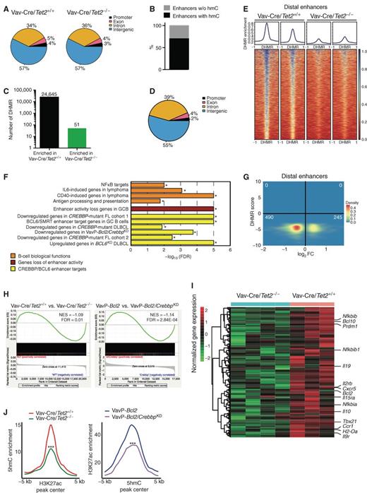 Figure 5. TET2 deficiency results in reduction of enhancer cytosine hydroxymethylation and histone acetylation. A, Genomic distribution of 5hmC peaks in GC B cells from Vav-Cre/Tet2+/+ and Vav-Cre/Tet2−/− mice. B, Overlap of 5hmC peaks with enhancers in Vav-Cre/Tet2+/+ GC B cells. C and D, Number (C) and genomic distribution (D) of DHMR between Vav-Cre/Tet2+/+ and Vav-Cre/Tet2−/− GC B cells. E, Heat map of the 5hmC enrichment in all DHMR overlapping with distal enhancers in Vav-Cre/Tet2+/+ and Vav-Cre/Tet2−/− GC B cells. Region spans 1 kb upstream and downstream from the DHMR peak center. Heat map was generated using deeptools (72). F, Minus log 10 of the FDR scores for the enrichment of 11 gene sets involved in the exit of GC B cells from the GC. FDR scores were obtained using hypergeometric test for a total of 1,825 genes with enhancers overlapping with DHMR. G, Correlation of differential hydroxymethylation in distal enhancers and differential gene expression between Vav-Cre/Tet2+/+ and Vav-Cre/Tet2−/− GC B cells. H, GSEA enrichment plots showing correlation of genes associated with peaks losing 5hmC and H3K27ac signals. I, Normalized gene-expression level of 253 leading-edge genes associated with peaks losing 5hmC and H3K27ac signals in Vav-Cre/Tet2−/− and VavP-CrebbpKD B cells, respectively. J, Aggregation plots of 5hmC and H3K27ac enrichment in peaks losing both signals, associated with 253 genes shown in I. ***, P < 0.001.