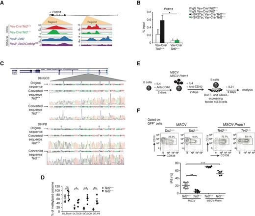 Figure 6. Aberrant repression of Prdm1 contributes to the phenotype of TET2-deficient B cells. A, Read-density tracks of H3K27ac histone modification as well as 5hmC levels in the Prdm1 locus in Vav-Cre/Tet2−/−, Vav-Cre/Tet2+/+, VavP-Bcl2, and VavP-Bcl2/CrebbpKD B cells. Areas marked in orange indicate regions losing 5hmC and H3K27ac signals. B, H3K27ac enrichment in region 1 shown in A. C (top), Prdm1 DNA methylation status in iGCB cells on D8. Shown are DNA original sequence (top line), representative bisulfite-converted DNA sequence of Tet2+/+ iGCB cells (middle line), and representative bisulfite-converted DNA sequence of Tet2−/− iGCB cells (bottom line). The experiment was performed with three biological replicates. Bottom, Prdm1 DNA methylation status in iPB on D8. Shown are DNA original sequence (top line), representative bisulfite-converted DNA sequence of Tet2+/+ iPB (middle line), and representative bisulfite-converted DNA sequence of Tet2−/− iPB (bottom line). The experiment was performed with two biological replicates. D, Quantification of DNA methylation by methylation-sensitive restriction enzyme qPCR. Differentially methylated regions represented as the percentage of methylated cytosine in the Prdm1 gene were validated in day 0 (D0, naïve) B cells, day 4 (D4) iGCB cells, day 8 (D8) iGCB cells and day 8 (D8) iPB cells (n = 4). E, Schematic illustration of the ectopic expression of PRDM1 in B cells. Briefly, naïve B cells were treated with IL4 and anti-CD40 for 2 days and were infected with a retrovirus expressing GFP or PRDM1-GFP. After 2 more days of culture with IL4 and anti-CD40, cells were harvested and cultured in the presence of 40LB feeder cells and IL21 for 4 days. F, GFP-positive cells were analyzed for CD19 and CD138 expression. Representative plots of FACS analysis of the in vitro induced CD19+CD138+ population. Histograms represent the percentage of iPB (CD19+CD138+); symbols represent triplicate of 2 independent experiments. *, P < 0.05; **, P < 0.005; ***, P < 0.0005.