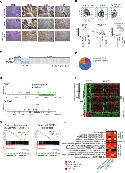 Figure 7. TET2 mutations in human DLBCLs manifest the Tet2-deficient GC gene signature, and similarities to CREBBP-mutant cases. A, Representative histologic sections of formalin-fixed, paraffin-embedded spleens from Cγ1-Cre/Tet2−/−;IμBcl6, Cγ1-Cre/Tet2−/− and IμBcl6 mice. Sections were stained with H&E and antibodies specific for B220, CD3, and Ki-67. B, Representative flow cytometry plot and quantification of CD23+CD21+ (follicular B cells), CD23−CD21+ (marginal zone B cells), and CD23−CD21− B cells in the spleens of Cγ1-Cre/Tet2−/−;IμBcl6, Cγ1-Cre/Tet2−/− and IμBcl6 mice; two-tailedt test; *, P < 0.05; **, P < 0.01; ****, P < 0.0001. C, Mutation matrix for TET2 and CREBBP mutations in a cohort of 128 DLBCL. Blue color indicates anytype of mutation, whereas gray indicates no known mutations of the gene. Each of the 128 columns indicates one patient sample. Mutual exclusivity onTET2 and CREBBP mutations was computed using CoMEt. D, Lolliplot of the TET2 and CREBBP mutations, plotted using MutationMapper (73, 74). E, Distribution of insertions/deletions and mutations among TET2-mutant DLBCL. F, Normalized gene-expression levels of 414 DEGs between TET2-mutant (TET2MUT) and nonmutant (TET2WT) DLBCL. TET2MUT indicates 7 samples with either stop-codon of frameshift mutation, whereas TET2WT indicates 60 samples without any kind of mutation in TET2 or CREBBP genes. Expression levels were scaled by row. G, GSEA enrichment plots showing correlation of different gene sets with ranked expression change between TET2MUT and TET2WT DLBCL. NES, normalized enrichment score; FDR, false discovery rate. H, Heat map of the FDR scores for the enrichment of 12 gene sets involved in the exit of GC B cells from the GC. FDR scores were obtained using hypergeometric test for mouse genes with enhancers overlapping DHMR, described as “DHMR in enhancers” and shown previously in Fig. 6F. Column described as “Vav-Cre/Tet2−/− GC B cells” presents the FDR scores obtained using GSEA, also shown in Fig. 5D. Columns “TET2MUT DLBCL” and “CREBBPMUT DLBCL” indicate GSEA-based FDR scores of the enrichment of the gene sets in DLBCL.