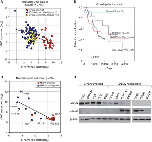 Figure 1. Expression of MYC and MYCN in neuroblastoma tumors and cell lines. A, Gene expression analysis of RNAs from a set of primary neuroblastomas from patients with disseminated disease (n = 123) demonstrates an inverse correlation between the expression levels of MYC and MYCN (r = −0.495, P < 0.0001). MYCN-amplified tumors are shown in red, MYCN-nonamplified stage IV tumors in blue, and MYCN-nonamplified stage IVS tumors in yellow. Correlation coefficients (r) and statistical significance levels were determined by linear regression analysis. B, Overall survival is shown for subsets of patients with neuroblastoma: (i) MYCN-amplified (n = 30); (ii) MYC high (upper 10%, n = 12); (iii) MYCN-nonamplified and low MYC expression stage IV (n = 61); or (iv) MYCN-nonamplified and non–high MYC stage IVS tumors (n = 19). Patients with stage IVS tumors had an overall survival rate approaching 90%, in marked contrast to the uniformly low survival probability of <50% for patients with stage IV tumors (P < 0.005). The unfavorable outcomes for patients whose tumors had MYCN gene amplification or high levels of MYC expression were not significantly different (P = 0.346). C, Gene expression profiling of human neuroblastoma cell lines (n = 25; R2 database) demonstrates an inverse correlation between the expression levels of MYC and MYCN (r = −0.826, P < 0.0001). Correlation coefficients (r) and statistical significance were determined by linear regression analysis. D, Western blot analysis of MYCN-amplified (n = 5) and MYCN-nonamplified (n = 7) cell lines demonstrates exclusively high c-MYC or MYCN protein levels in neuroblastoma cell lines.
