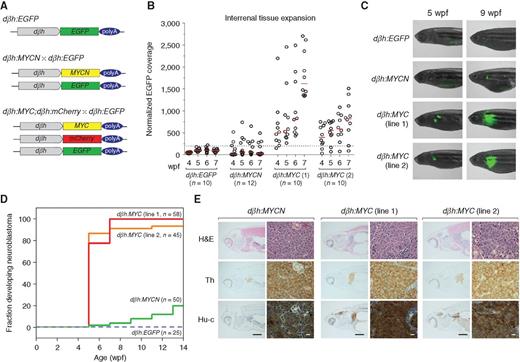 Figure 2. Transgenic overexpression of human MYC and MYCN in zebrafish results in hyperplasia of the peripheral sympathetic nervous system progressing to neuroblastoma. A, Transgenic strategy illustrating the three transgenic lines used in the experiments described in this study. The zebrafish dβh (5.2 kb) promoter was used to drive expression of EGFP, mCherry, MYC, and MYCN. The dβh:EGFP and dβh:MYCN lines were established previously (13). The dβh:MYC construct was coinjected with dβh:mCherry to make the dβh:MYC;dβh:mCherry line. The dβh:EGFP line (top) was crossed to the dβh:MYCN (middle) and dβh:MYC;dβh:mCherry (bottom) lines. B, Weekly quantification of IRG size by EGFP fluorescence microscopy in the indicated transgenic zebrafish from 4 to 7 wpf. EGFP-expressing regions were normalized to the surface area of the head of the fish being analyzed, as fish size was variable. Dotted line indicates the threshold of normal IRG fluorescent coverage and red bars the average value for each group. C, Representative fluorescent images showing EGFP-expressing sympathoadrenal cells in the indicated transgenic lines at 5 and 9 wpf. D, Tumor onset curves generated after biweekly monitoring of the indicated transgenic lines by EGFP fluorescence microscopy starting at 5 wpf. dβh:MYC transgenic lines reach nearly complete tumor penetrance by 7 wpf, whereas dβh:MYCN-induced latent tumors show lower penetrance. E, Hematoxylin and eosin (H&E) staining, as well as IHC analysis, to detect expression of tyrosine hydroxylase (Th) and the pan-neuronal marker Hu-c in tumor sections derived from the indicated transgenic lines. Black scale bar, 1 mm; white scale bar, 10 μm.