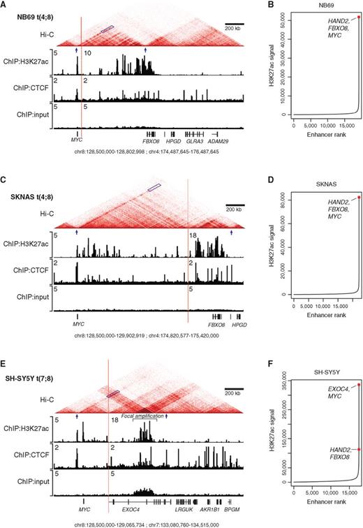 Figure 5. Delineation of TADs and chromatin interactions by Hi-C demonstrates MYC interaction with translocated superenhancers. A, ChIP-seq for H3K27ac and CTCF overlaid with the Hi-C chromatin contact maps in NB69 cells, demonstrating that on the translocated allele the MYC gene locus resides with an insulated chromatin neighborhood also containing the translocated HAND2 superenhancer. Blue parallelogram indicates the apex and blue arrows the boundaries of the TAD; vertical red line denoting the breakpoint where chromosomes 4 and 8 (NB69 and SKNAS) and chromosomes 7 and 8 (SH-SY5Y) are joined together. B, Ranking of H3K27ac signals across the genome in NB69 cells demonstrating elevated superenhancer signal of the enhancer associated with HAND2/FBXO8 (normal allele) and MYC (translocated allele). C, H3K27ac and CTFC ChIP-seq and Hi-C chromatin contact maps in SKNAS cells, demonstrating interaction of the MYC gene locus with the HAND2 superenhancer (shaded signal on diagonal ending at the red arrow). D, Ranking of H3K27ac signals across the genome in SKNAS cells. E, H3K27ac and CTCF ChIP-seq and Hi-C chromatin contact maps in SH-SY5Y cells, demonstrating interaction of the MYC gene locus with the superenhancer within the EXOC4 gene (shaded signal on diagonal ending at the red arrow). In addition, this superenhancer is also focally amplified in the region of high H3K27ac modifications (indicated by the bar). F, Ranking of H3K27ac signals across the genome in SH-SY5Y cells.