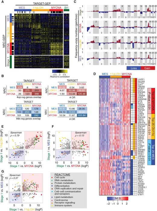 Figure 1. High-risk neuroblastoma molecular subtypes classification and inference of master regulators. A, Unsupervised consensus clustering of high-risk neuroblastoma GEPs was performed to establish molecular subtypes. Three subgroups were identified according to robustness of clustering and consistency between two cohorts, TARGET and NRC. B, The overlap of top 500 upregulated (red) and downregulated (blue) genes for each subtype in the TARGET and NRC datasets using stage 1 GEPs as reference, with its corresponding odds ratios. C, Copy-number frequency per genomic location of individual molecular subtypes showing segregated pattern of 11q, 3p, and 1p loss. Gains are considered when the log2 ratio between tumor and blood >1.1, whereas losses are considered for log2 ratios <0.9. D, Top activated MRs (red) of high-risk subtypes are represented using VIPER inference of TF activity using stage 1 samples as a control group. E–G, REACTOME pathway enrichment analysis of MYCNA, 11q-LOH, and MES subtype gene expression signatures. Axis represents −log10 of the P value while retaining the directionality of the enrichment score. Also see Supplementary Fig. S1 and Supplementary Experimental Procedures.