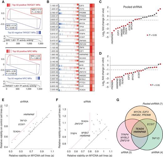 Figure 2. RNAi screening identifies MYCNA subtype–specific MRs. A, Master regulator analysis of MYCNA versus stage 1 tumors performed independently on both the TARGET and NRC datasets shows strong reciprocate reproducibility of both activated (red) and deactivated (blue) top 50 MRs (Supplementary Table S4). B, The top 25 integrated MRs of MYCNA subtype selected for validation. The map shows distribution of positively (red) and negatively (blue) regulated targets of each MR ranked by differential expression between MYCNA subtype versus stage 1 patient samples. C, In vivo pooled shRNA screening in MYCNA (BE2) versus control cells (SKNAS) and D, In vitro pooled shRNA screening in MYCNA (BE2, IMR-5) versus control cells (NLF, SK-NAS), depicting average effect of putative MR silencing in MYCNA cells compared with control cells. For both (C, D), tumor-enriched shRNAs were amplified, sequenced, and counted to identify enrichment and dropouts. shRNA abundance for a gene was integrated into a score and calculated as a ratio of Tfinal to Tinitial. The MRs were first screened to include only the ones with P < 0.05 in the MYCNA group (red) and average fold change between MYCNA cells versus control cells was calculated. The gray dashed line shows the cutoff for −2.0 fold change. E, Scatter plot of average relative cell viability of MYCNA cells (BE2, IMR5, IMR32, NB1, and LAN1) versus control cells (SY5Y, SKNAS, and SKNFI) upon transduction with 2 shRNAs per MR, normalized to control shRNA, measured 72 to 96 hours after transduction. F, Scatter plot of average cell viability of MYCNA cells (BE2, IMR5, and SKNDZ) versus control cells (SY5Y and SKNAS) upon transfection with ON-Target smartpool siRNA against each MR normalized to control siRNA, measured 96 hours after transfection. For both (E, F), the red dashed lines show the cutoff of a < 0.8 (cell viability reduction) for MYCNA cells and b − a > 0.2 (cell type specificity). Experiments were run in triplicate. Representative experiments are shown. G, Venn diagram depicting potential MYCNA subtype–specific MRs from MRs common to both in vitro– and in vivo–negative selection pooled shRNA screening (C, D), individual shRNA screening (E), and siRNA screening (F). Additional data in Supplementary Fig. S5 and Supplementary Table S5.