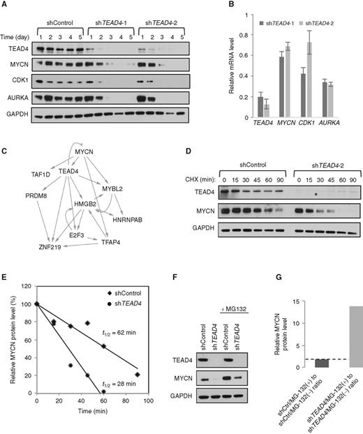 Figure 4. TEAD4 promotes MYCN protein stabilization. A, Immunoblot of TEAD4, MYCN, CDK1, and AURKA proteins in BE2 cells transduced with control or two different TEAD4 shRNAs in a time course experiment. B, qPCR analysis showing transcript levels of the corresponding genes, 2 days after transduction. C, Regulatory hierarchical model showing a TEAD4–MYCN positive feedback loop controlling the master regulatory module. D, Immunoblot of TEAD4 and MYCN proteins in BE2 cells transduced with control and TEAD4 shRNA, and treated with cycloheximide (CHX) for indicated times. E, Quantification of MYCN protein stability from results shown in D, where MYCN levels were normalized to GAPDH. F, Immunoblot of TEAD4 and MYCN 72 hours after transduction from cells treated with DMSO or MG-132, 4 hours before harvesting. G, Densitometry analysis of MYCN proteins from results shown in F, where MYCN levels were normalized to GAPDH. Representative experiments are shown.