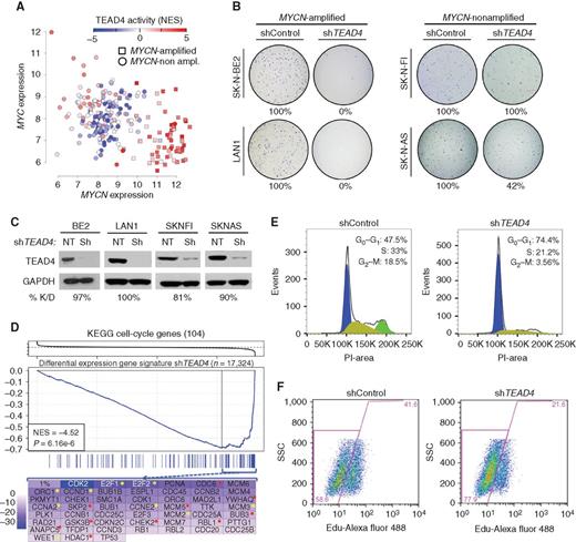 Figure 5. TEAD4 is required for cell-cycle progression and cell growth of MYCNA cell lines. A, Scatter plot representing MYCN and MYC expression in MYCNA and non-MYCNA samples from TARGET cohort. Single sample activity of TEAD4 is represented as normalized enrichment score (NES). NRC cohort results provided in Supplementary Fig. S7H. B, The effect of TEAD4 on anchorage-independent growth in MYCNA and control cell lines was evaluated by soft-agar colony assays, 21 days after transduction. C, Immunoblot analysis confirming silencing of TEAD4 in the corresponding cell lines. D, GSEA plot evaluating enrichment for KEGG cell-cycle gene set in shTEAD4 signature (upper) and leading-edge cell-cycle genes (lower) colored by their signature t score; yellow and red asterisks indicate genes with assigned anti-TEAD4 ChIP-seq peaks by proximity and overlap criterion, respectively (Supplementary Experimental Procedures). E, Cell-cycle profile assessed by propidium iodide (PI) staining and (F) cellular proliferation, assessed upon treatment of BE2 cells with control or TEAD4 shRNA, 48 hours after transduction by flow cytometry. Representative experiments are shown. See also Supplementary Fig. S8.