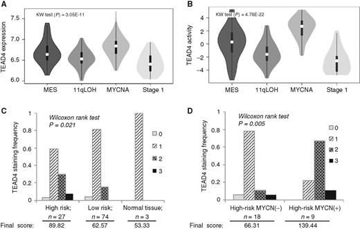 Figure 6. TEAD4 is overexpressed in high-risk neuroblastoma tumors. A, Expression of TEAD4 across high-risk and stage 1 subtypes. B, VIPER transcriptional activity of TEAD4 across high-risk and stage 1 subtypes. Kruskal-Wallis (KW) test was used to determine the statistical significance. C, Histogram of primary neuroblastoma samples stained for TEAD4 protein by immunohistochemistry on a tissue microarray, segregated by risk level, and (D) MYCN amplification status in high-risk neuroblastoma, showing differential pattern of TEAD4 protein staining intensity (where 0 = no staining; 1 = low staining; 2 = moderate staining; 3 = high staining). See also Supplementary Table S8.