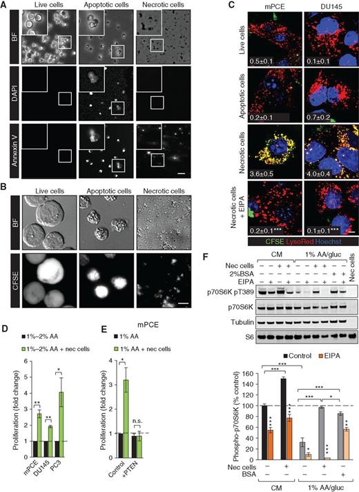 Figure 5. PTEN-deficient prostate cancer cells consume necrotic debris via macropinocytosis to fuel growth. A, FL5.12 cells were killed by IL3 withdrawal for 24 hours at low density (25,000 cells/mL) to produce apoptotic cells or 48 hours at high density (100 million cells/mL) to trigger primary and secondary necrosis and stained as indicated. BF, brightfield. B, CFSE-labeled FL5.12 cells were killed as in A. C, Prostate cancer cells were fed 1 million live, apoptotic, or necrotic CFSE-labeled FL5.12 cells or cell equivalents for 1 hour prior to imaging. Where indicated, EIPA (50 μmol/L) was added 1 hour prior to necrotic cells; statistics test control versus EIPA. D, Prostate cancer cell proliferation after 72 hours in 1% (mPCE, PC3) or 2% (DU145) AA medium ± necrotic debris (0.1% protein). DU145 cells did not proliferate in 1% AA medium. E, mPCE cells treated as in D ± PTEN reconstitution. In D and E, results are expressed relative to the low-nutrient control. F, mTORC1 signaling in mPCE cells after 4 hours in complete medium (CM) or 1% AA/gluc ± necrotic cells (0.05% protein), 2% BSA, and/or EIPA (75 μmol/L) as indicated. The far right lane is necrotic cells only. Scale bars, 10 μm. Means ± SEM shown; n ≥ 3 in all panels. Using a paired, two-tailed t test, *, P ≤ 0.05; **, P ≤ 0.01; ***, P ≤ 0.001; n.s., not significant. Tukey method was used to correct for multiple comparisons in F. Uptake index indicated in white in C; ≥ 25 cells were examined. See also Supplementary Figs. S7 and S8.