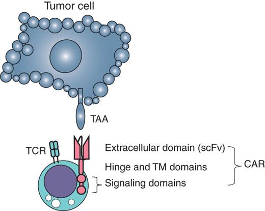 Figure 2. The design of a CAR T cell. A CAR comprises an extracellular domain, which is an scFv targeting TAA. The scFv is followed by a hinge of varying length and flexibility (CD8 as an example) and various combinations of endodomains that provide T-cell activation signals, such as CD3ζ, and a costimulation signal, such as CD28. TM, transmembrane.