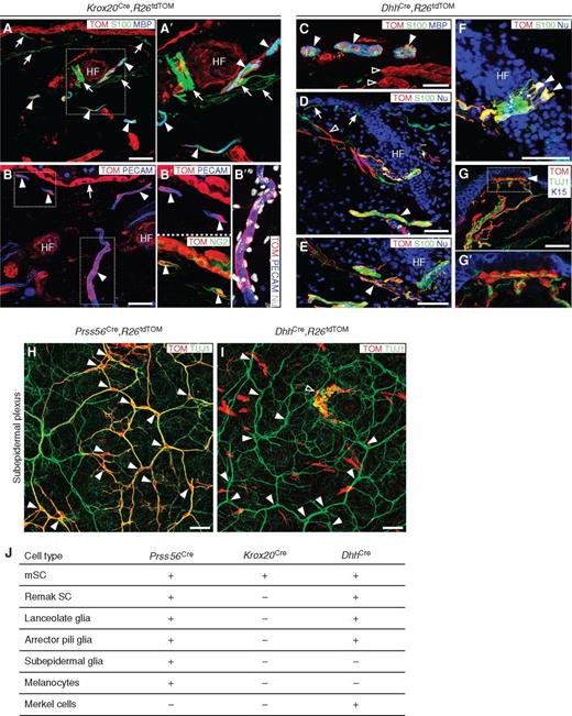 Figure 7. Tracing of the derivatives of Krox20+ and Dhh+ cells in the adult skin. A–B″, Transverse sections of Krox20Cre,R26tdTom skin stained with TOM and glial markers (A, A′) and vascular markers, PECAM (endothelial cells, B-B″), and NG2 (pericytes, B′). All traced S100+ SCs are MBP+ and therefore correspond to mSCs (arrowheads in A, A′). Note that S100+/MBP− nmSCs, including Remak SCs, lanceolate and subepidermal glia, are not traced (arrows in A, A′). TOM+ cells are also present in the epidermis (keratinocytes, arrow in B), inside the hair follicle (HF), and along capillaries (arrowheads in B). C–G′, Transverse sections of DhhCre,R26tdTom skin stained for TOM, S100 (C–F), MBP (C), K15 (keratinocytes), and TUJ1 (axons; G, G′). TOM+ cells correspond to a subset of mSCs (C, full arrowheads), Remak SCs (D, full arrowhead), arrector pili glia (E, arrowhead), together with arrector pili muscle (D, open arrowhead) and other muscle fibers (C, open arrowhead), lanceolate glia (F, arrowheads), and Merkel cells of the touch dome (G, arrowhead). No subepidermal glia are traced (D, arrows). G′, A higher magnification of the area indicated in G. H and I, Dorsal view of the subepidermal region from Prss56Cre,R26tdTom (H) and DhhCre,R26tdTom (I) adult skin. Note numerous TOM+ SCs associated with the subepidermal neuronal plexus (TUJ1-positive) in Prss56Cre,R26tdTom dermis and absence of TOM labeling at this level with the DhhCre driver (arrowheads point to cell bodies of subepidermal SCs, empty arrowhead indicates traced Merkel cells). J, Table summarizes the types of derivatives in the adult skin traced with the three Cre drivers. Scale bars, 50 μm.