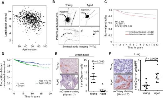 Figure 1. Retention of Technetium dye and patterns of metastatic dissemination correlate with age. A, Consecutive patients with melanoma (n = 1,081) were injected with 99mTc sulfur colloid in the region of the primary tumor, and a gamma probe was used to quantify the signal intensity in the surgically resected sentinel lymph node (Spearman ρ = −0.30, P < 0.001). B, Representative lymphoscintigraphy of 99mTc sulfur colloid signal in young and aged patients with melanoma. C, Survival curve adjusted for number of positive sentinel lymph node, T-stage, and ulceration, stratified by hottest counts above or below the median (HR, 0.831, P = 0.0014; 95% CI, 0.719–0.92). D, Kaplan–Meier analysis of DMFS in sentinel lymph node biopsy–negative patients, stratified by patient age at diagnosis (n = 1,649; log-rank P < 0.001). E, mCherry-labeled Yumm1.7 cells were injected into young or aged C57BL/6 mice, and metastatic cells were identified in the draining inguinal lymph node by IHC (scale bar, 100 μm). The number of cells was counted per lymph node and graphed (two-tailed unpaired t test, P = 0.0030). F, The mean number of metastases per high power field (HPF) was similarly determined for lungs from the matching young and aged C57BL/6 mouse cohort (two-tailed unpaired t test, P = 0.0029). Scale bar, 100 μm.