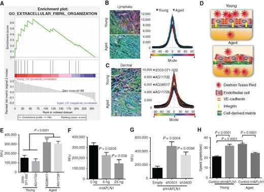 Figure 2. Changes in lymphatic fibroblast ECM deposition according to age. A, GSEA for ECM fibril organization of lymph nodes from human patients with melanoma (n = 221; nominal P = 0.008). B, In vitro ECM was produced by lymphatic fibroblasts isolated from young and aged donors and analyzed for the levels of fiber orientation by fibronectin immunofluorescence. The fiber distribution was determined by calculating the percentage of fibers arranged in parallel for each acquired region (±90° of the mode angle); each point in the corresponding dot plot represents the mean number of fibers oriented at each angle (paired bars, SEM). C, Analysis of ECM orientation produced in vitro by dermal fibroblasts from young or aged healthy donors. D, Schematic of experimental setup: Matrices derived from young and aged fibroblasts were reconstituted with HUVECs followed by incubation with Texas Red dye in the upper transwell chamber. Permeability was determined by quantification of the fluorescence of the lower chamber after 30 minutes. E, Permeability of endothelial cells plated on young and aged matrices as measured by Texas Red (two-tailed unpaired t test: young vs. aged, P < 0.0001). RFU, relative fluorescence unit. F, Transwell permeability assay of HUVECs plated on acellular extracellular matrices produced by extracted aged fibroblasts treated with increasing doses of rHAPLN1 (ANOVA P = 0.0032; two-tailed unpaired t test: 0 ng vs. 5 ng, P = 0.0205; 0 ng vs. 25 ng, P = 0.0080). G, Transwell permeability assay of HUVECs plated on acellular extracellular matrices produced by extracted young fibroblasts with shHAPLN1 knockdown (ANOVA P = 0.0004; two-tailed unpaired t test: shEmpty vs. sh0501, P = 0.0004; shEmpty vs. sh3400, P = 0.0056). H, Quantification of GFP-labeled melanoma cell migration (48 hours) on cell-derived matrices under different conditions (ANOVA P = 0.0004; all pairwise comparisons by two-tailed t tests, P < 0.0001).