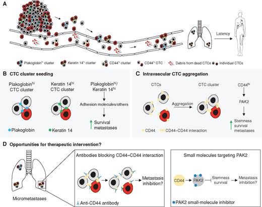 Figure 1. Circulating tumor cell clusters display enhanced metastatic fitness. A, Cancer cells can leave the primary tumor either as individual cells or as clusters, entering the circulation directly or via the lymphatic system. Spatially and temporally proximal intravasation events can lead to cluster formation also within the vasculature. Most CTCs are eliminated and do not form clinically significant metastases. However, both preformed and de novo CTC clusters have a survival advantage over individual CTCs and they display enhanced cancer stem cell phenotypes, consequently leading to more efficient metastasis formation in secondary organs. B, CTC clusters with high expression of either plakoglobin or keratin 14 can originate from collective migration or passive shedding of the primary tumor. These factors and their downstream effectors increase survival and metastatic potential. C, Individual migrating tumor cells can aggregate in the blood-forming CTC clusters in a CD44-dependent manner. CD44–CD44 homophilic interactions stabilize these CTC clusters, leading to the activation of PAK2 signaling. This improves stemness, survival, and metastatic growth of CTC clusters. D, Preventing CTC cluster formation or targeting CTC clusters in circulation is challenging due to the narrow window of therapeutic opportunity. If CD44-dependent signaling supports cancer cell clusters also at the early stages of metastatic colonization, targeting CD44–CD44 interaction with antibodies or PAK2 activation with small-molecule inhibitors could reduce the viability of disseminated CTC clusters and consequently help reduce the likelihood of clinical metastases in the adjuvant setting.